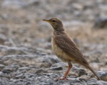 Cameroon Pipit